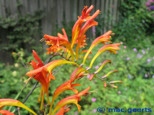 Crocosmia paniculata